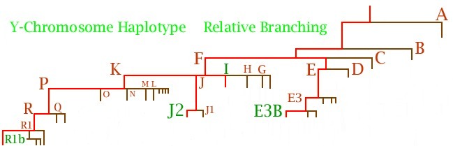 Y-DNA Tree